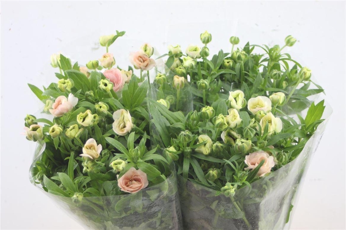 <h4>Ran. Butterfly Ariadne</h4>