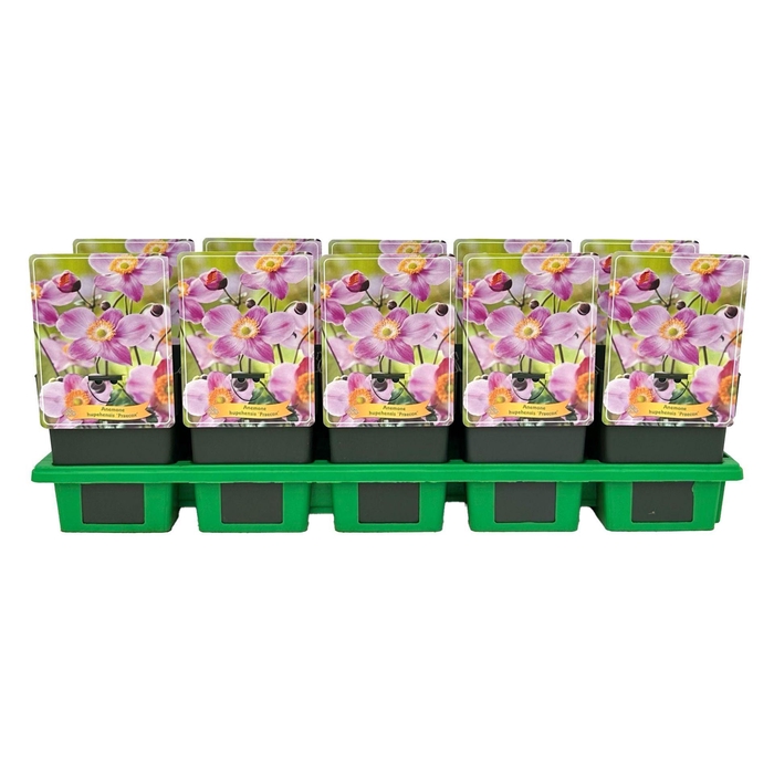 <h4>Anemone hupehensis Praecox</h4>