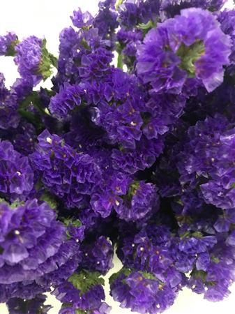 <h4>Limonium St Carnival Purple</h4>