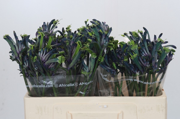 Anigozanthos Celebrations Masquerade