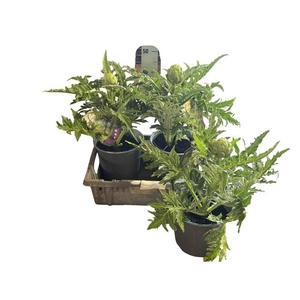 CYNA SCOLYMUS