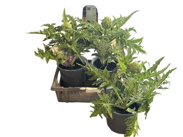 <h4>CYNA SCOLYMUS</h4>