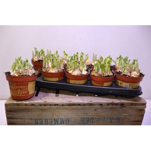 arr8 Narc O Tete A Tete