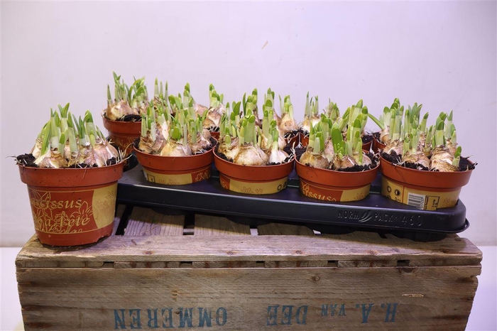 <h4>arr8 Narc O Tete A Tete</h4>