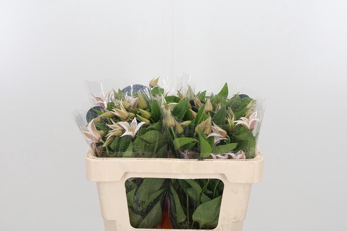 <h4>Clem Amazing Kansas</h4>