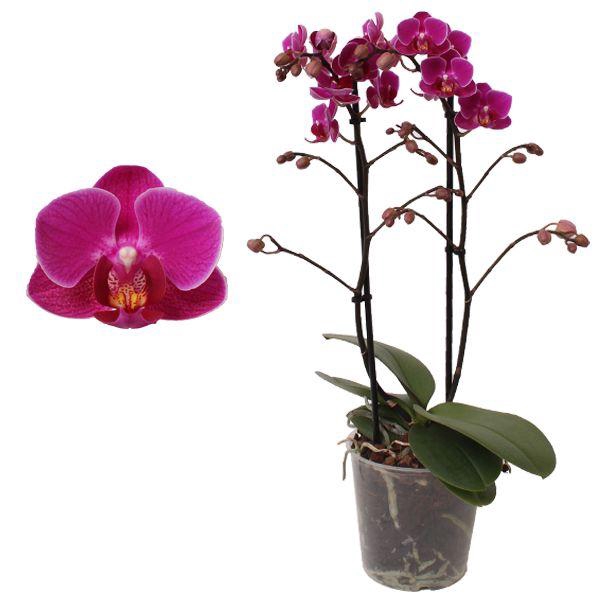 <h4>Phal. Multiflora 2-tak "op soort paars"</h4>