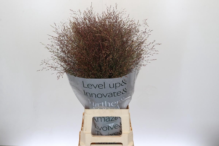 Panicum Virgatum Warrior