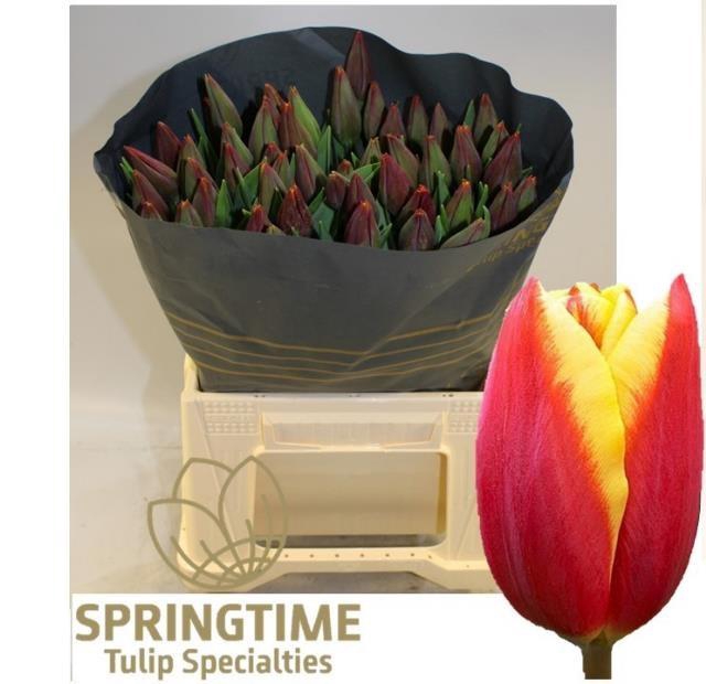 <h4>TU EN TARZAN</h4>