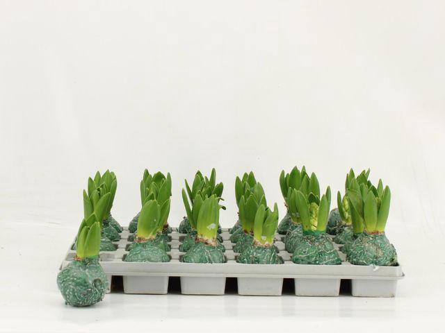 <h4>HYACIN WAX GREEN</h4>