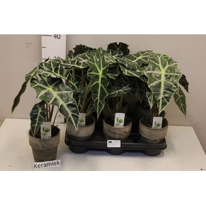 ALOCASIA AMAZONICA 'POLLY' ?*IN KERA