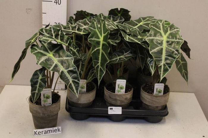 <h4>ALOCASIA AMAZONICA 'POLLY' ?*IN KERA</h4>