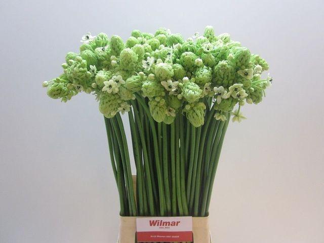 <h4>Ornit Saundersiae</h4>