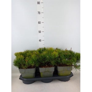 Pinus mugo var. pumilio