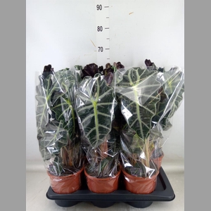 Alocasia amazonica 'Polly'