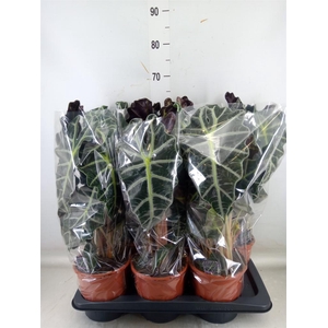 Alocasia amazonica 'Polly'