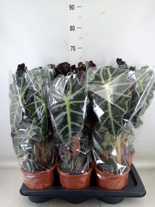 <h4>Alocasia amazonica 'Polly'</h4>