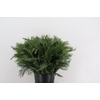 MIMOSA SILVER QUEEN