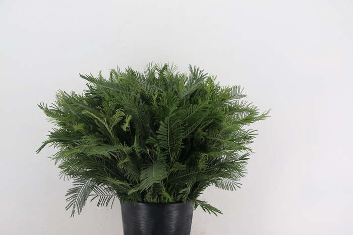 MIMOSA SILVER QUEEN