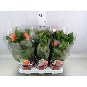 Hibiscus rosa-sin. 'Sunny'  ..mix