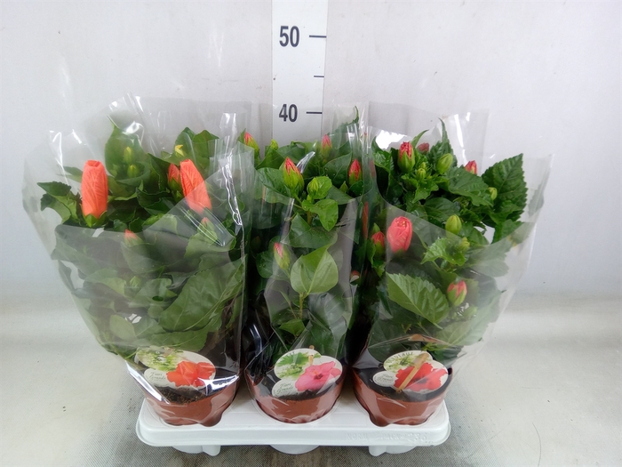 <h4>Hibiscus rosa-sin. 'Sunny'  ..mix</h4>