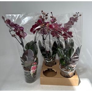 PHAL OV