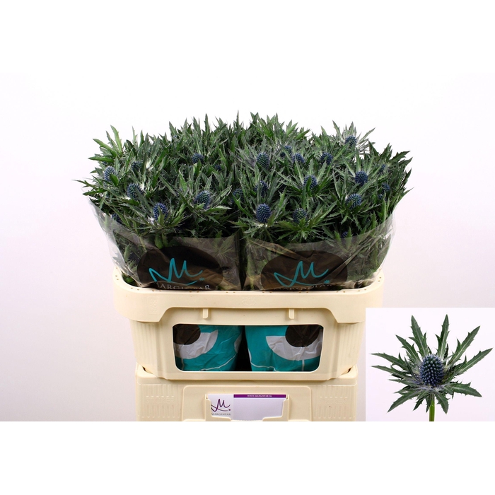 <h4>ERYN ORION QSTAR</h4>