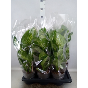 Dieffenbachia seg. 'Reeva'