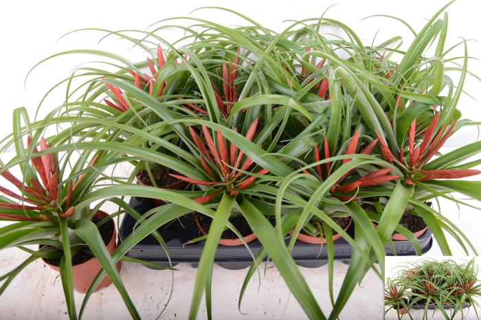 <h4>Till Flabellat</h4>