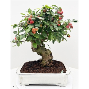 Malus domestica, pot 41 cm., height 60cm. (single item)