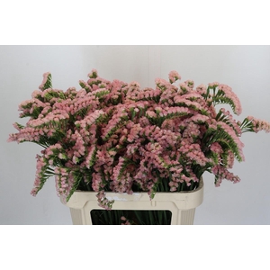 Limonium sinuatum Lucia Apricot+