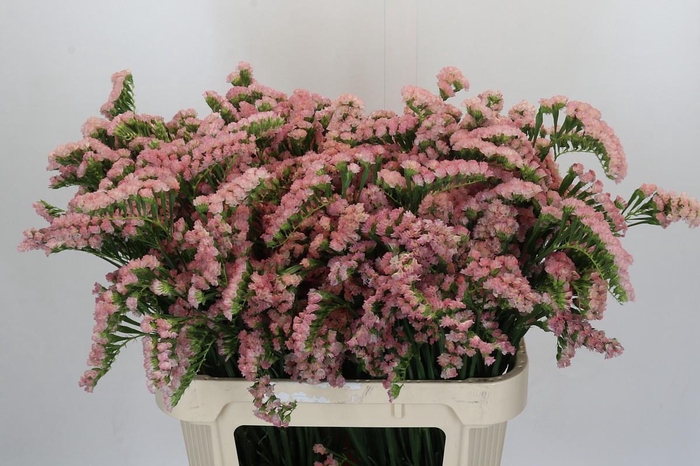 <h4>Limonium sinuatum Lucia Apricot</h4>