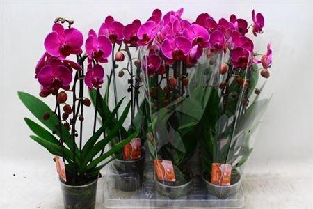 <h4>Phal El Cascade</h4>