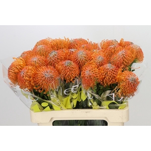 LEUCO AYOBA ORANGE