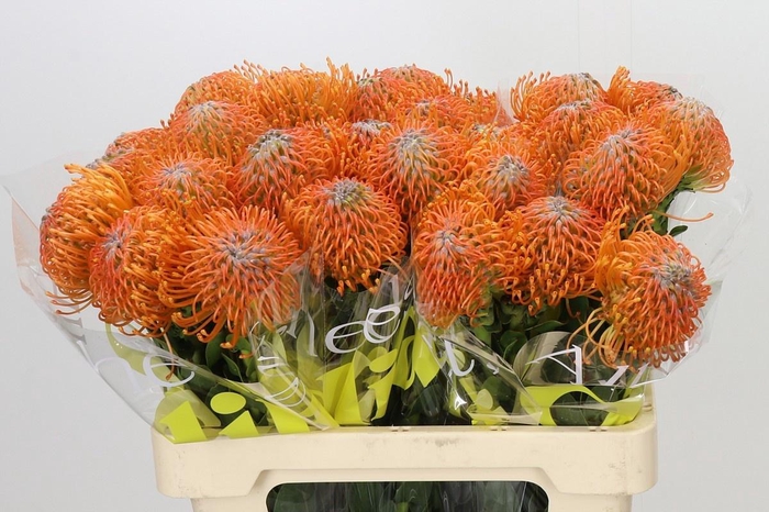 <h4>LEUCO AYOBA ORANGE</h4>