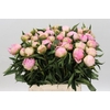 Paeonia Pink Giant