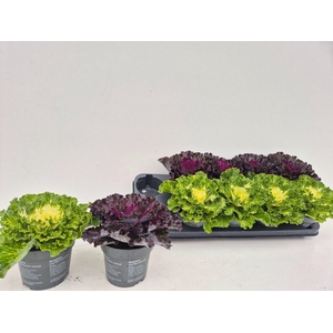 BRASSICA (SIERKOOL)