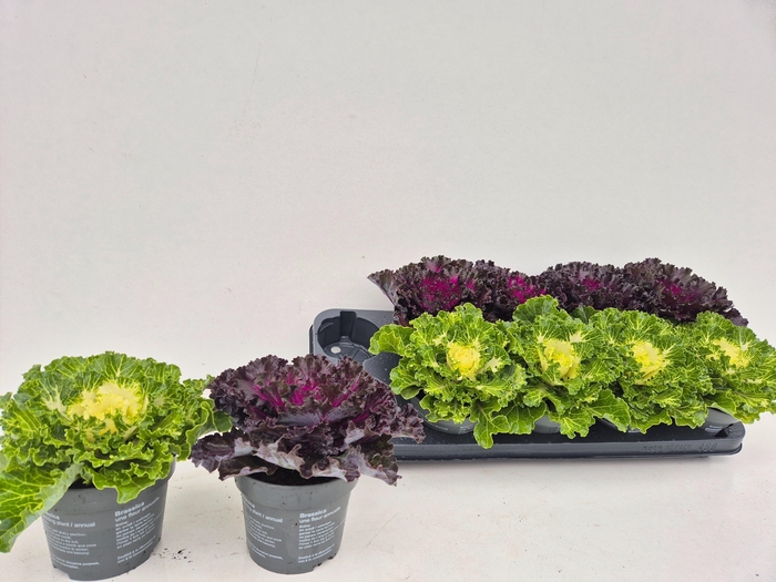 <h4>BRASSICA (SIERKOOL)</h4>