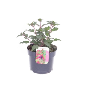 Fuchsia Beacon