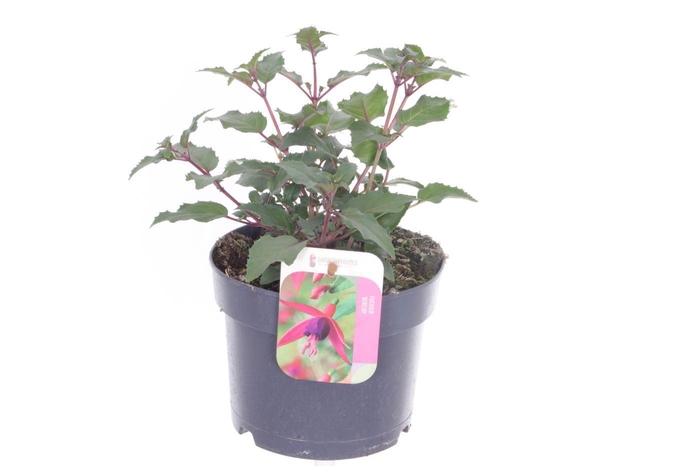 <h4>Fuchsia Beacon</h4>
