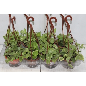 PEPEROMIA SCANDENS C13