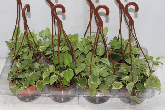 PEPEROMIA SCANDENS C13