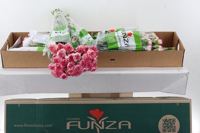 <h4>Di St Komachi Box</h4>