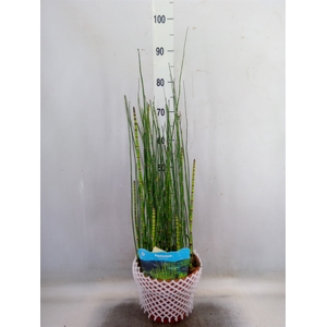 Equisetum hyemale