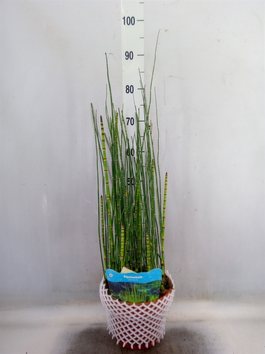 <h4>Equisetum hyemale</h4>
