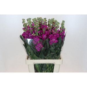 Matthiola Lucinda Rose