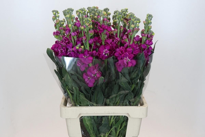 <h4>Matthiola Lucinda Rose</h4>