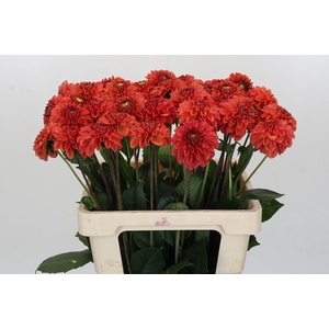 Dahlia Orange Fox