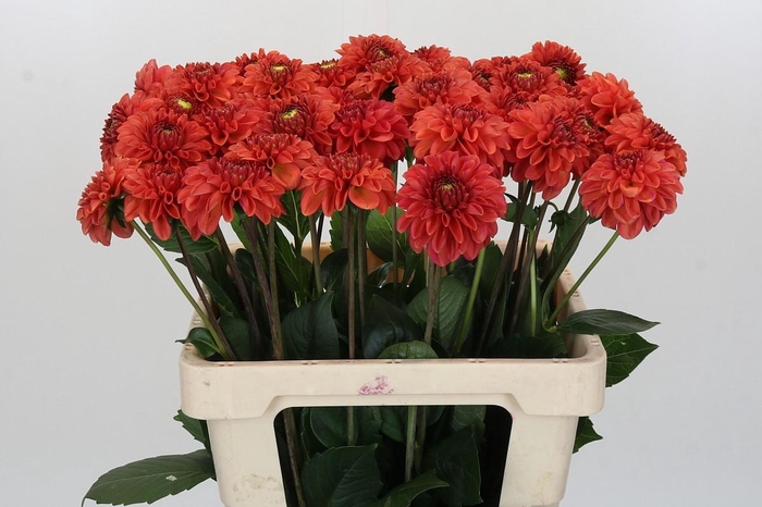 <h4>Dahlia Orange Fox</h4>