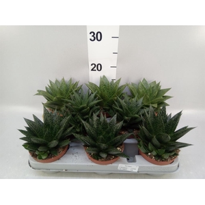 Aloe   ...mix