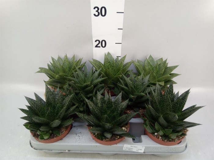 <h4>Aloe   ...mix</h4>